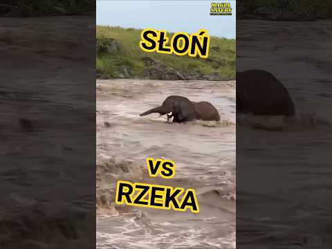 Słoń w Porywistym Nurcie thumbnail