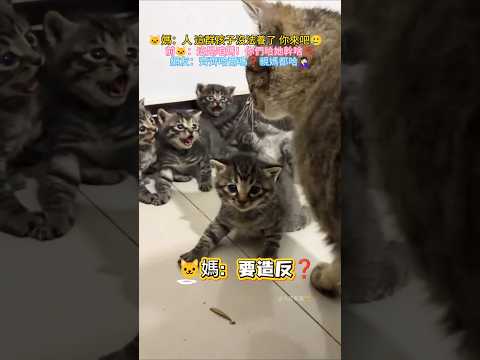 🐱媽媽被自己的崽吐口水…🐱媽：人 這孩子沒法養了 你來吧💔   前🐱：你們幹啥？這是咱媽💢 #cat #cute #funny #funnyshorts #cutecat thumbnail