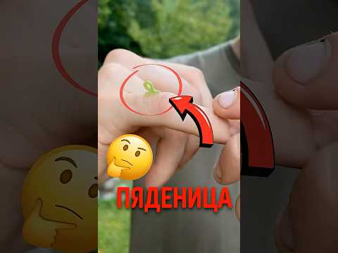 🐛 Не трогай эту гусеницу! #пяденица #гусеница #насекомые thumbnail
