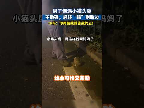 男子偶遇小猫头鹰，不敢碰，轻轻“踢”到路边#猫头鹰 #保护动物 #萌宠出道计划 #萌宠成精了 #猫头鹰宝宝 thumbnail