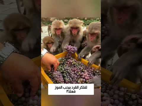 تفتكر القرد بيحب الموز فعلا؟! thumbnail