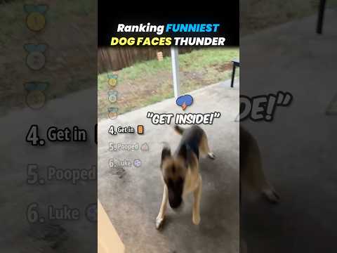 Ranking FUNNIEST DOG FACE THUNDER Core Moments!! 🐕⛈️ thumbnail