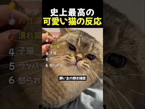 史上最高の可愛い猫の反応 TOP6 thumbnail