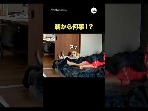 朝から何事！？｜PECO thumbnail