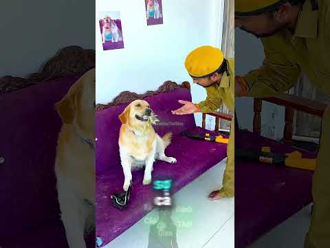 Chú Chó Dũng Cảm Thách Thức Cả Thế Giới Và Cái Kết Cúp Đuôi Trước Nóc Nhà 🤣 thumbnail