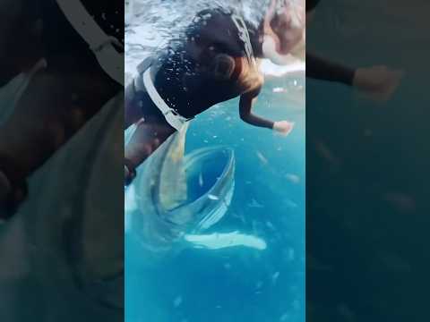 Wait For End😳Surprise visti by Whale😳🔥 #Usa #newyork #animals #sea #adventure thumbnail