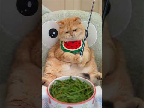 #exlittlebeans is throwing a tantrum! #cat #funnyvideo thumbnail