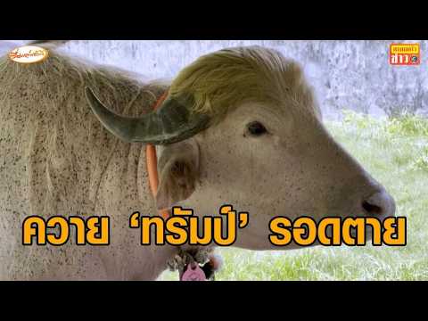 ควาย 'โดนัลด์ ทรัมป์' รอดจากการถูกเชือด รัฐบาลช่วยชีวิต พาไปอยู่ในสวนสัตว์แล้ว thumbnail