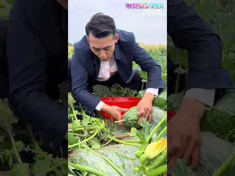 التطعيم النباتي: قطع ثمار الكوسا وتطعيم البطيخ على سيقانها thumbnail