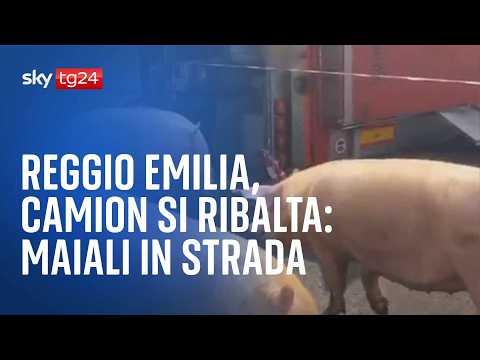 Reggio Emilia, camion si ribalta: maiali in strada thumbnail