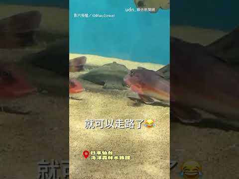 【好酷喔】會走路的魚？ 水底伸腿漫步超可愛｜魴鮄｜走路｜魚｜水族館 thumbnail