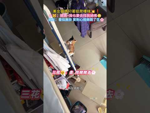 三花貓媽叼著小馬爬樓梯💥❗ 小🐱：媽媽~我也要去找姥姥嗎😳 網友：看似無奈，實則心裡樂開了花🌸 #cat #cute #funny #funnyshorts #shorts thumbnail