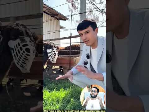 আরবের খামারিরা কেন ভেড়ার পাল ভাড়া দেয়। Arab farming thumbnail