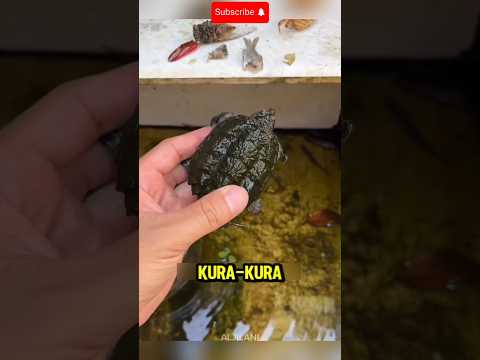 MEMBERSIHKAN AKUARIUM YANG SUDAH SANGAT KOTOR?#shorts #ikan #akuarium #kurakura thumbnail