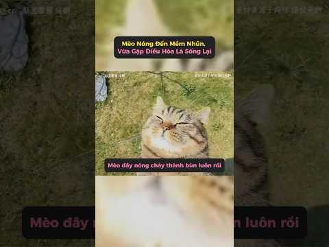 Mèo vừa bước vào phòng là mắt mở to “duang” một phát #bachthaoduong #shots thumbnail