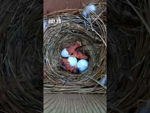 Extraordinary reproduction cycle of American Bluebird chicks #shorts #birds #animals #wildlife #cute thumbnail