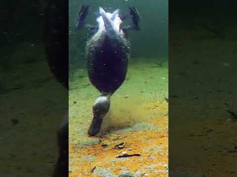 Is this bird a vacuum cleaner? thumbnail