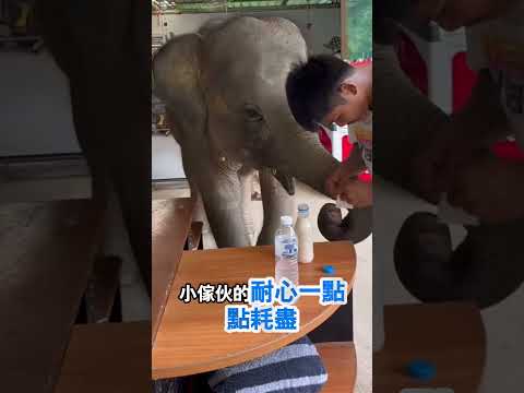 沒有耐心的小小乾飯象 thumbnail