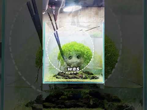 Trimming the fronds of Grottonia aquatic plants thumbnail