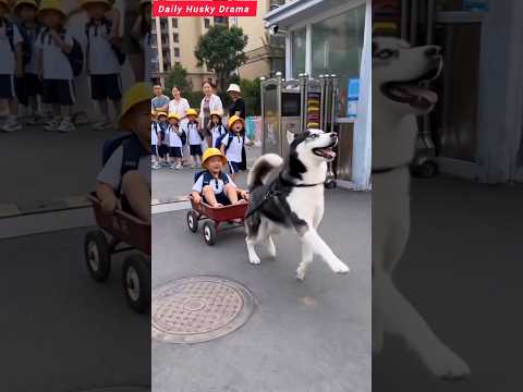 My Husky Came to Pick Up the Kid From School 😂🐺🚗 #Shorts thumbnail