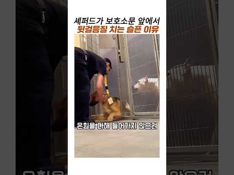 셰퍼드가 보호소문앞에서 뒷걸음치는이유#유기견보호소#유기견구조#감동동물 thumbnail