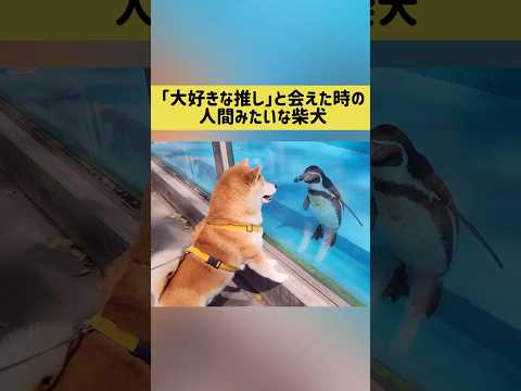 「大好きな推し」と会えた時のまるで人間みたいな柴犬 #柴犬 #shibainu #shorts thumbnail