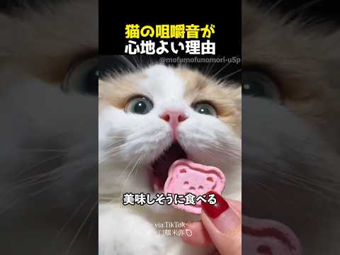猫の咀嚼音が心地よい理由 thumbnail