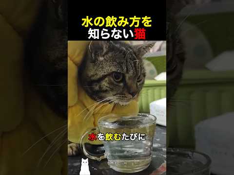 水の飲み方を知らない猫 thumbnail