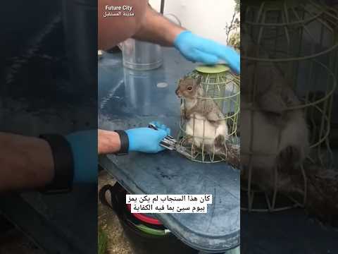 سنجاب يتعرض للسخرية بسبب وزنه بعد أن علق في مغذّي الطيور thumbnail