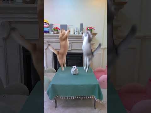 Tom and Jerry #exlittlebeans #funnycats #funnyvideo thumbnail
