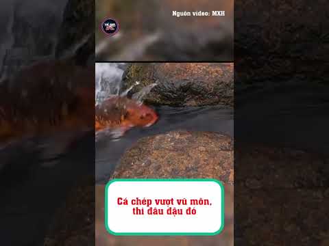 Cá chép vượt vũ môn, thi đâu đậu đó #shorts  #tintuc24h #tintuc thumbnail