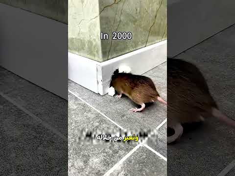 كيف تطورت طرق إغلاق جحور الفئران عبر السنين؟ 🐭🛠️❌ thumbnail