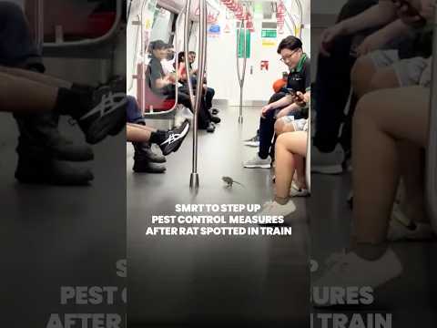SMRT to intensify pest control measures after a rat was spotted on the MRT thumbnail