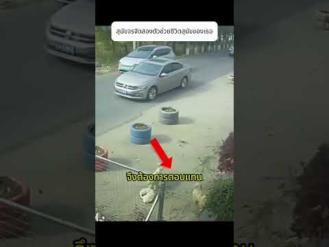 สุนัขจรจัดสองตัวช่วยชีวิตสุนัขของเธอ #หมาจร #viral #ทาสหมา #dog thumbnail