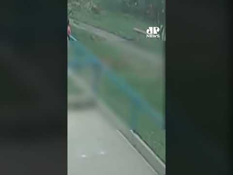 Shih Tzu morre após ataque de Pitbull em praça de Sorocaba (SP) #Shorts thumbnail