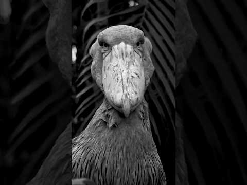 Birds Are Cool. 🐦 thumbnail