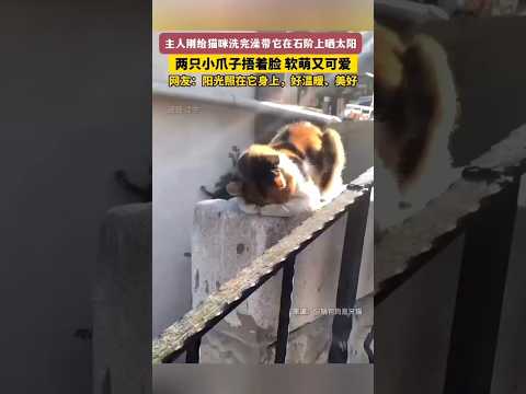🇨🇳 猫咪洗澡后石阶上捂脸晒太阳，两爪捂脸尽显软萌治愈 🇬🇧 Adorable Cat Basks in Sun and Covers Face After Bath thumbnail