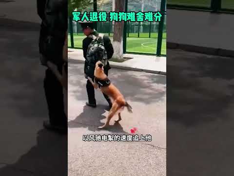 军人退役，狗狗难舍难分 #熱門 #感人壹幕 #大熱門 #funny #精彩影视 #影視解説 #automobile #寵物友善日常 #影视聚焦 thumbnail