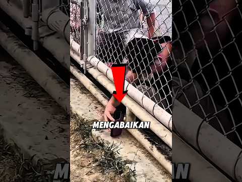 Ketika Manusia Ditegur Oleh Singa! 😳 thumbnail
