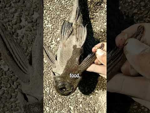 Why Are People Trying to Eradicate Pleco Fish? thumbnail