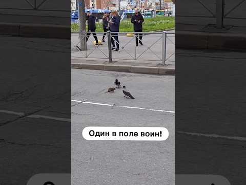 2 сороки против крысы 🐀 один в поле воин thumbnail