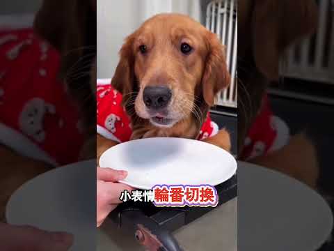 戲精小狗偷吃小番茄被抓 thumbnail