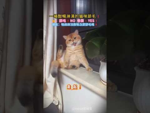 一場酣暢淋漓的舔毛❗ 🐱：舔毛❓NO❗ 卷腹❓YES❗ 網友：牠好努力舔 但是好像沒舔到🤣 #cat #cute #shorts #funny #funnyshorts thumbnail