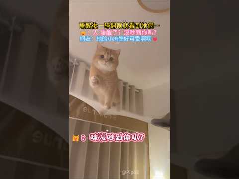 一睜眼就看到兩隻小貓💖 🐱：人 妳醒了？沒吵到你叭❓ 網友：軟軟糯糯的小爪好可愛啊😍 #cat #cute #funny #shorts #funnyshorts thumbnail