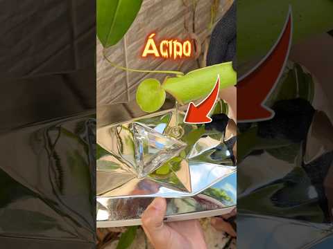 Joguei o ácido da planta carnívora no botão de diamante?!😱 #shorts thumbnail