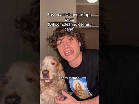 pov: i cani vivono troppo poco  #perte #neiperte #cane #seltsam thumbnail