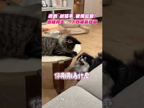 遇到「鹹貓手」被摸屁股！懷疑狗生...下秒爆氣狂毆｜觸咪 thumbnail