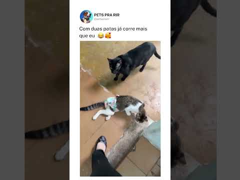 Apressada demais 😂🐱❤️ thumbnail