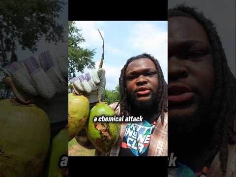 How A Coconut Saved The World ? thumbnail