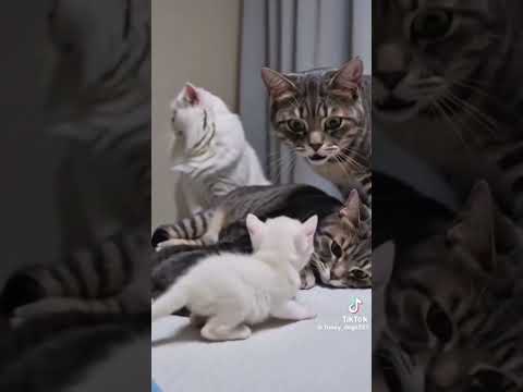 #funny #animal #cute #dog #cute thumbnail